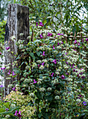 Clematis an verwittertem Holzzaun im Garten