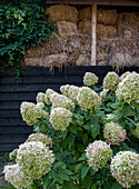 Hydrangea in front of a stack of hay bales