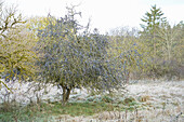 Schlehenstrauch (Prunus spinosa) mit reifen Früchten im frostigen Feld