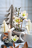 Weihnachtsdekoration mit Christrosen (Helleborus), Kerze und Papierbäumen