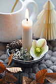Kerze dekoriert mit Christrose (Helleborus), Flechten und Zapfen