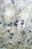 Schwarzfrüchtiger Schlehdorn (Prunus spinosa) mit Reif bedeckt
