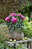 Dahlias (Dahlia) in a wicker basket on a wooden table with apples in the garden