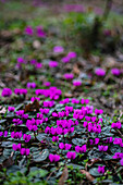 Frühlingserwachen mit lila Alpenveilchen (Cyclamen purpurascens) im Wald