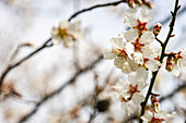 Flowering almond tree (Prunus dulcis) in spring