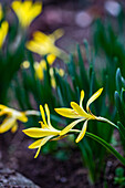 Yellow crocus flowers (Crocus) in the spring woodland