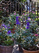 Rittersporn und Rosen in Töpfen auf Terrasse im Sommer