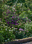 Rose garden with clematis and hydrangeas in full bloom