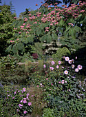 Pond in the garden with flowering silk acacia (Albizia julibrissin) and dahlias