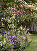 Flower bed in the garden with silk tree (Albizia julibrissin) in full bloom