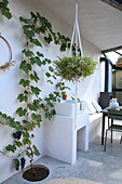 hanging basket and climbing plant in conservatory with sink