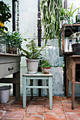 Plant arrangement in a rustic greenhouse with terracotta tiles