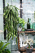 Hanging plant and bottles on a rustic wooden shelf