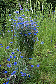 Cornflowers (Centaurea cyanus) in the summer garden