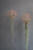 Hanging tillandsias in copper wire frames in front of grey wall