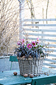 Korb bepflanzt mit Helleborus x glandorfensis Ice N Roses Red und schwarzem Schlangenbart Nigrescens dekoriert mit Haselkätzchenzweigen steht auf einem Tisch im winterlichen Garten