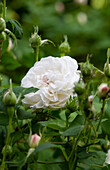 White rose in bloom in the garden