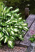 Hosta-Pflanze mit grünen und weißen Blättern am Teichufer