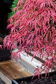 Red fan maple (Acer palmatum) in a planter on the terrace