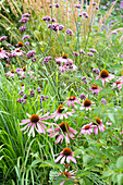 Coneflower (Echinacea) and verbena in a summer garden bed