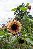 Sunflower (Helianthus) in the summer garden