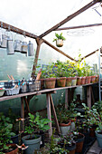 Greenhouse with potted plants and hanging milk cans