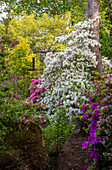 Flowering garden with white and pink rhododendrons