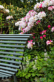 Blühende Rhododendron-Sträucher neben einer Gartenbank