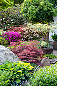 Pflanzenvielfalt im sommerlichen Garten mit Ahorn und blühendem Rhododendron