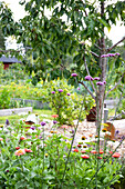 Blooming summer flowers in the garden, tree and raised beds