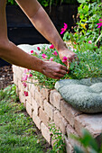 Flower care in a raised bed made of bricks in the garden