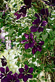 Clematis in the summer garden