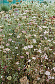 Wild carrot in a summer meadow landscape