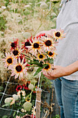 Coneflower picked in the garden