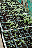 Growing vegetable seedlings in small plant trays in the greenhouse