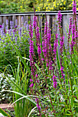 Blutweiderich im sommerlichen Gartenbeet