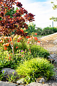 Perennial bed with wig bush and flowering azaleas in the summer garden