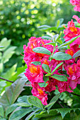 Rhododendron with bright pink flowers in the spring garden