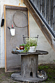 Old cable drum as a planting table in the garden, cat resting underneath