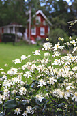 Clematis 'Summer Snow', red country house in the background