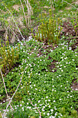 Spring anemone in the garden bed