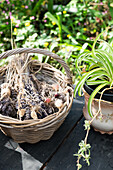 Basket with dried lavender and potted plant in the garden