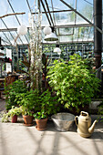 Potted plants in a sunny greenhouse, watering can