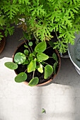 Glückstaler (Pilea peperomioides) im Terrakottatopf auf Terrasse