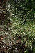 Gypsophila (Baby's-breath) in the summer garden