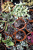 Various succulents in terracotta pots photographed from above