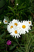 Daisies in the summer garden