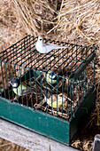Decorative bird figurines in green cage in front of straw bales