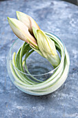 Closed amaryllis flower in a round vase on a metal table