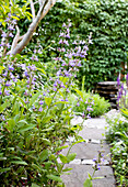 Steingartenweg mit blühendem Salbei im Sommergarten